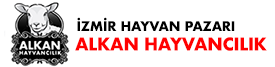 İzmir Hayvan Pazarı | Alkan Hayvancılık